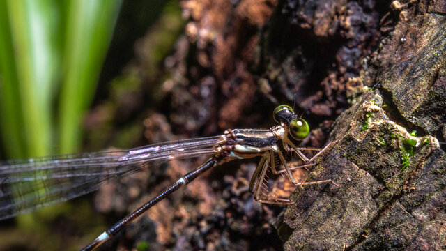 Dragonfly In Forest