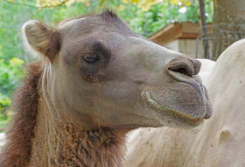 Obraz premium Portrait of Camel