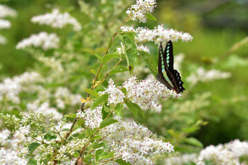アオスジアゲハと春の花