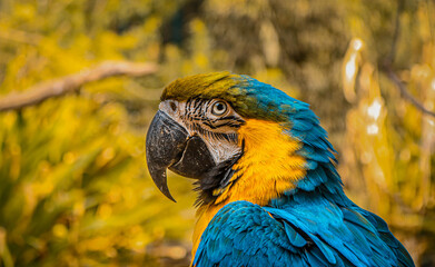 Blue and Yellow Macaw