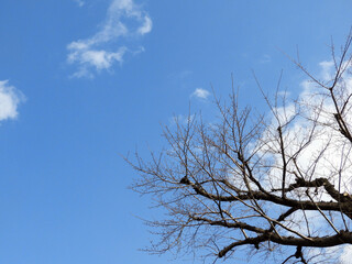 青空と枝
