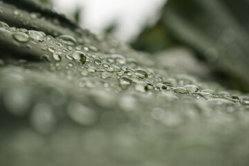 Water Drops on Green Leaf