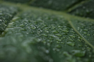 Water Drops on Green Leaf