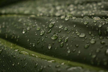Water Drops on Green Leaf