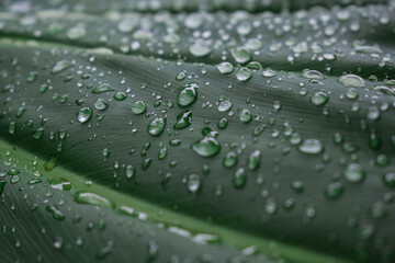 Water Drops on Green Leaf