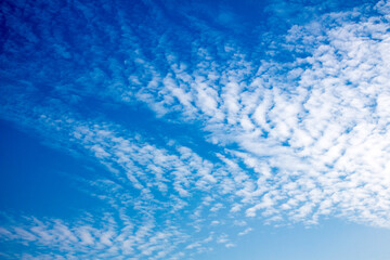 Fototapeta na wymiar Alto cumulus in a clear sky