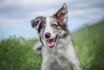 happy dog face smiling border collie