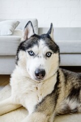 A Siberian husky dog lies on the floor in a living room.