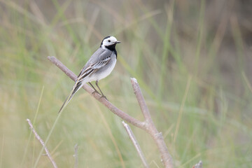 Obraz premium Bachstelze im Gras