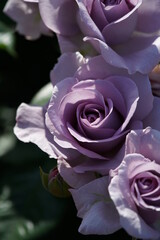 Light Blue Flower of Rose 'Blue Bajou' in Full Bloom
