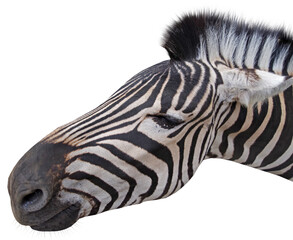 Head of a beautiful african zebra on a white