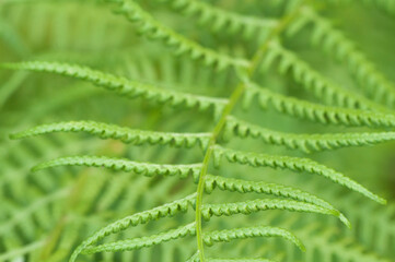 Closeup curled fern frond