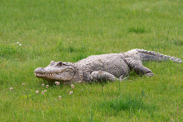 american alligator in the grass