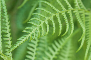 Closeup curled fern frond
