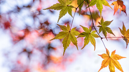 赤黄橙に色づき始めた紅葉の葉