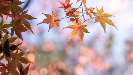 赤黄橙に色づき始めた紅葉の葉