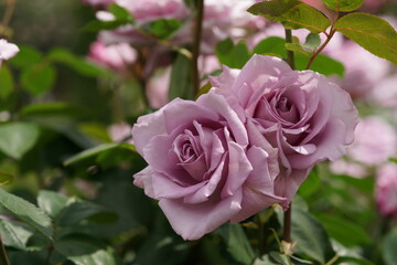 Light Purple Flower of Rose 'Blue Moon' in Full Bloom
