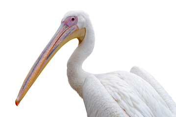 the beautiful Pelican