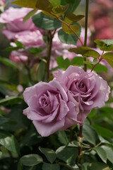 Light Purple Flower of Rose 'Blue Moon' in Full Bloom
