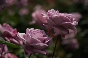 Light Purple Flower of Rose 'Blue Moon' in Full Bloom
