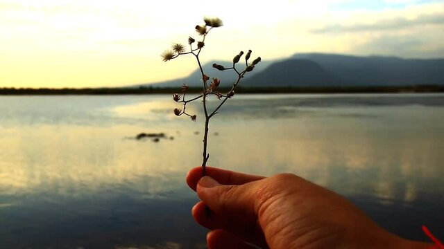 Conceptual video of a hand holding out flowers to the sunset to show concept of letting go, supporting mental health and peace of mind during isolation and social distancing due to covid-19 pandemic