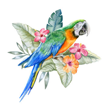Harlequin Macaw in tropical leaves and flowers, green parrot sitting on a branch  isolated on white background. Realistic watercolor. Illustrated. Template. Clip art. Hand drawn. Hand painted