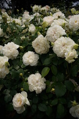 Whit Flower of Rose 'Bolero' in Full Bloom
