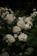 Obraz na płótnie Canvas Whit Flower of Rose 'Bolero' in Full Bloom 