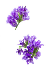 Two alfalfa (Medicago) inflorescences. Small purple flowers isolated on white. Green manure crop