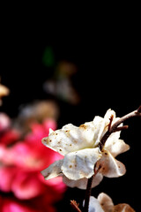 macro dirty white plastic flower with dark background 