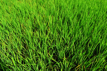 green flied growing in Thailand 