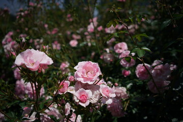 Faint Pink Flower of Rose 'Bonica'82' in Full Bloom