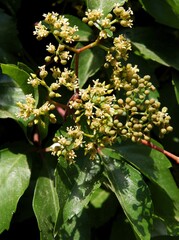 small flowers of climbing plant Parthenocissis quinquefolia at spring