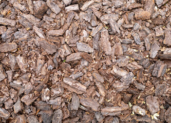 bark of the tree scattered, brown background