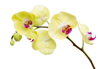 Naklejka na ściany i meble yellow and red flower of orchid Phalaenopsis plant close up