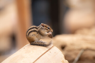 木の実を食べるリス