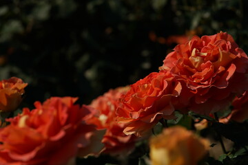 Orange Flower of Rose 'Brass Band' in Full Bloom
