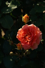 Orange Flower of Rose 'Brass Band' in Full Bloom
