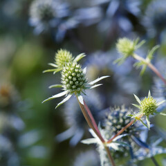 Eryngium planum - Flachblatt-Mannstreu als kultiviert Zierpflanze mit blaue bis lilafarbene...