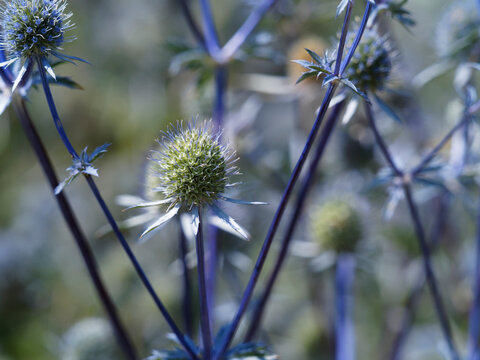 Eryngium planum - Flachblatt-Mannstreu als kultiviert Zierpflanze mit blaue bis lilafarbene kugelige köpfchen