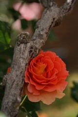 Orange Flower of Rose 'Brass Band' in Full Bloom
