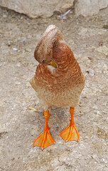 big beautiful duck in the zoo