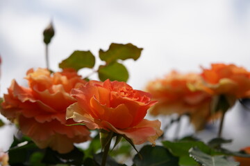 Orange Flower of Rose 'Brass Band' in Full Bloom
