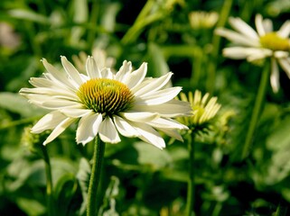 Fototapeta premium pretty flowers of coneflowers plants close up