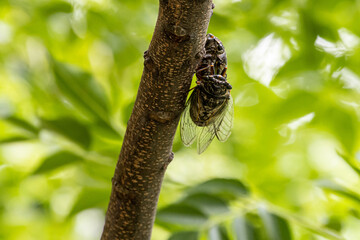 クマゼミ　LOVELOVE