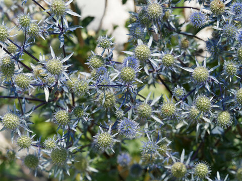 Eryngium planum | Flachblatt-Edeldistel oder Flachblättriger Mannstreu mit blaue bis lilafarbene kugelige köpfchen von abstehenden Hüllblättern umgeben