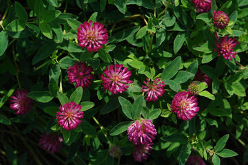 A close up of wild purple flowers of zigzag clover (Trifolium medium) on the meadow, top view