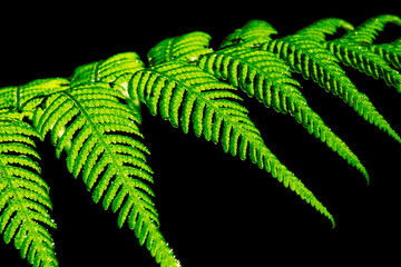 Close-up of dark fern leaves