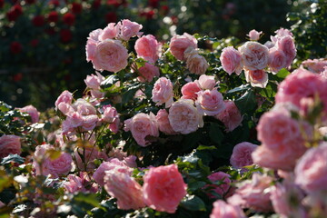 Light Pink Flower of Rose 'Bridal Pink' in Full Bloom
