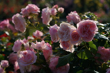 Light Pink Flower of Rose 'Bridal Pink' in Full Bloom

